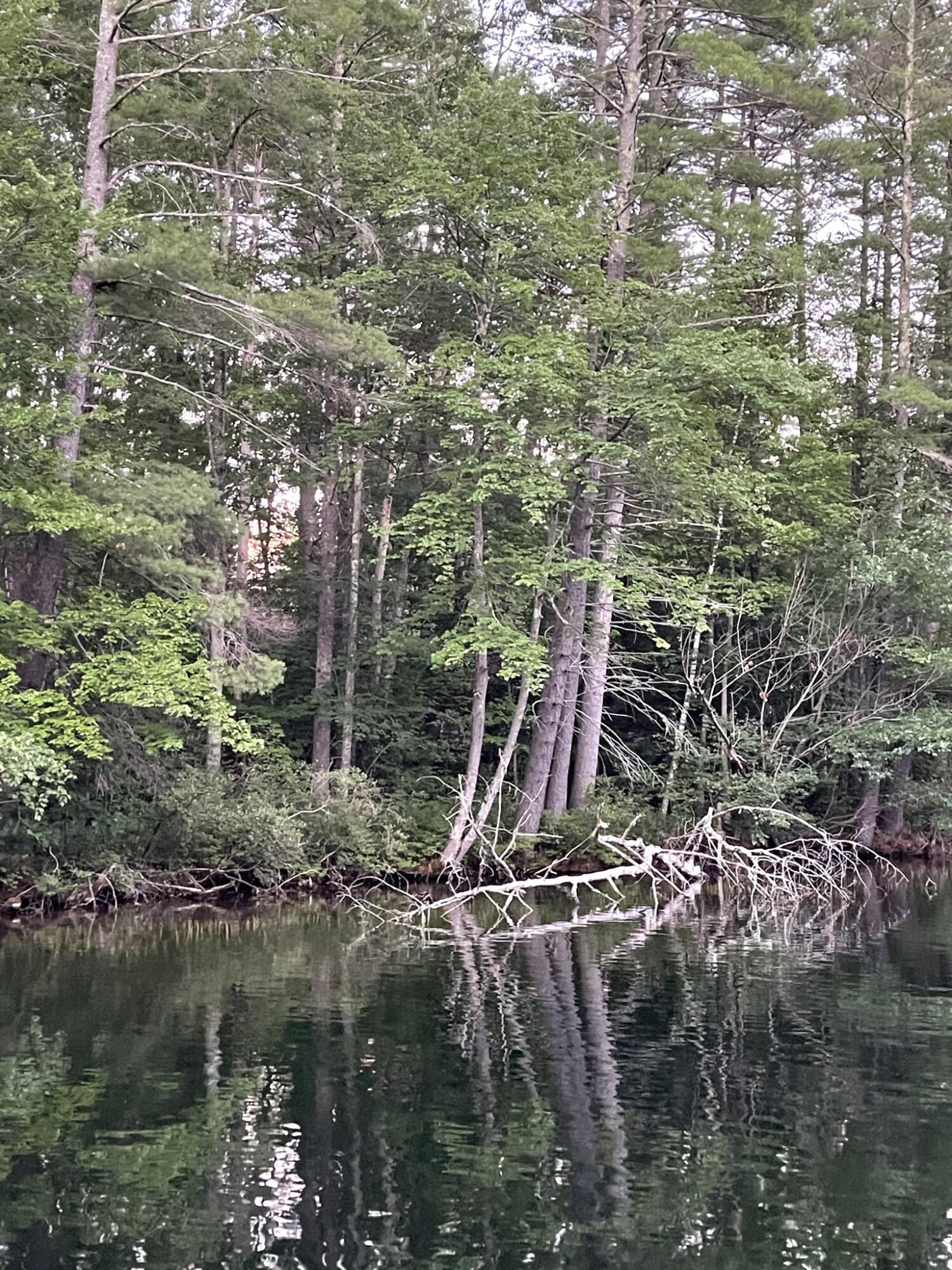 Lot 11 Dillingham Road Naples, ME 04055 - Photo 6 of 10 IMG_1340