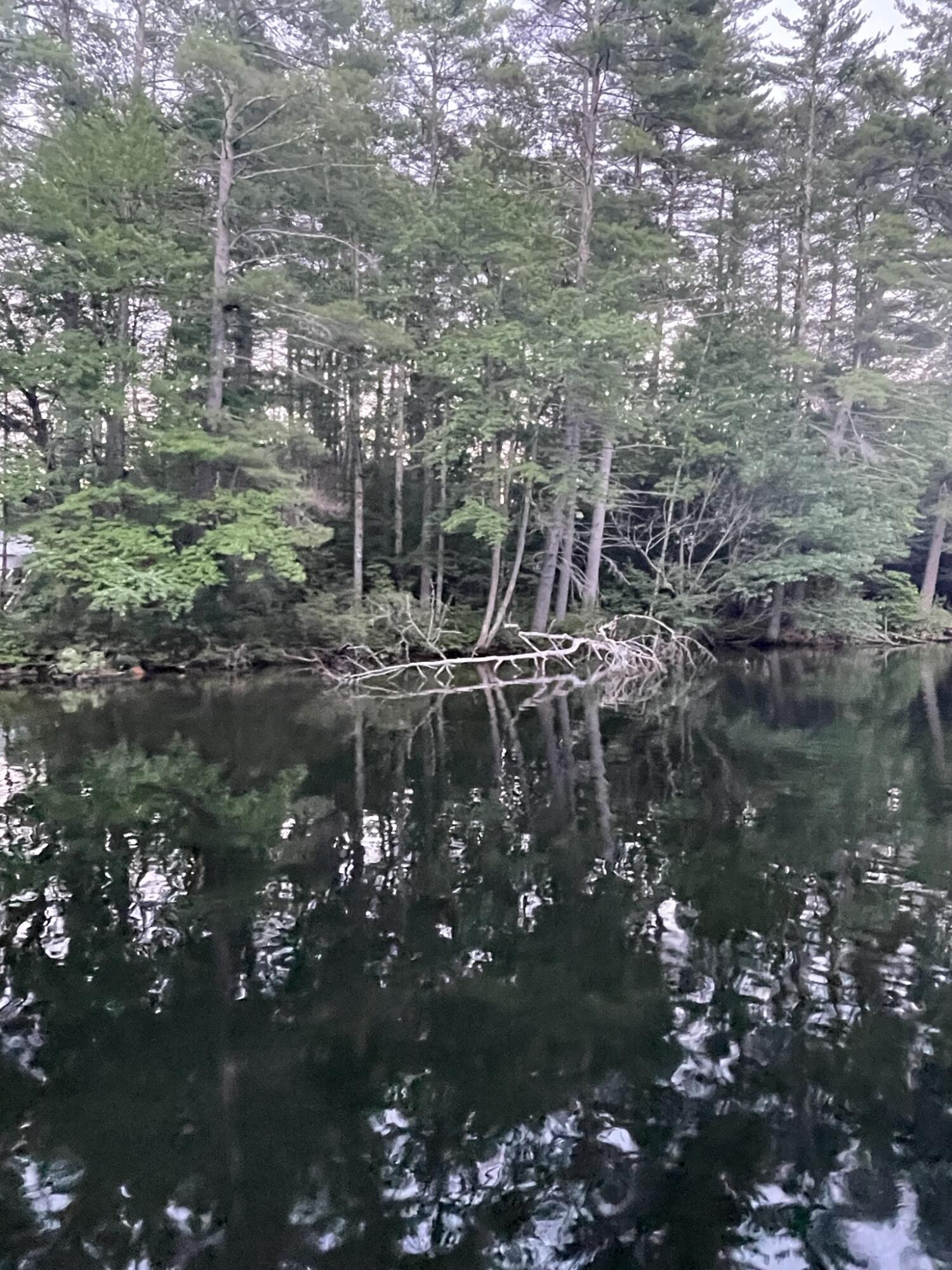 Lot 11 Dillingham Road Naples, ME 04055 - Photo 8 of 10 IMG_1342