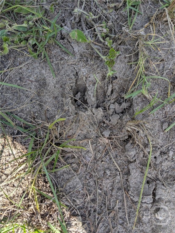 392 Reiser Road Springfield, GA 31329 - Photo 10 of 11 Natural friends on site.