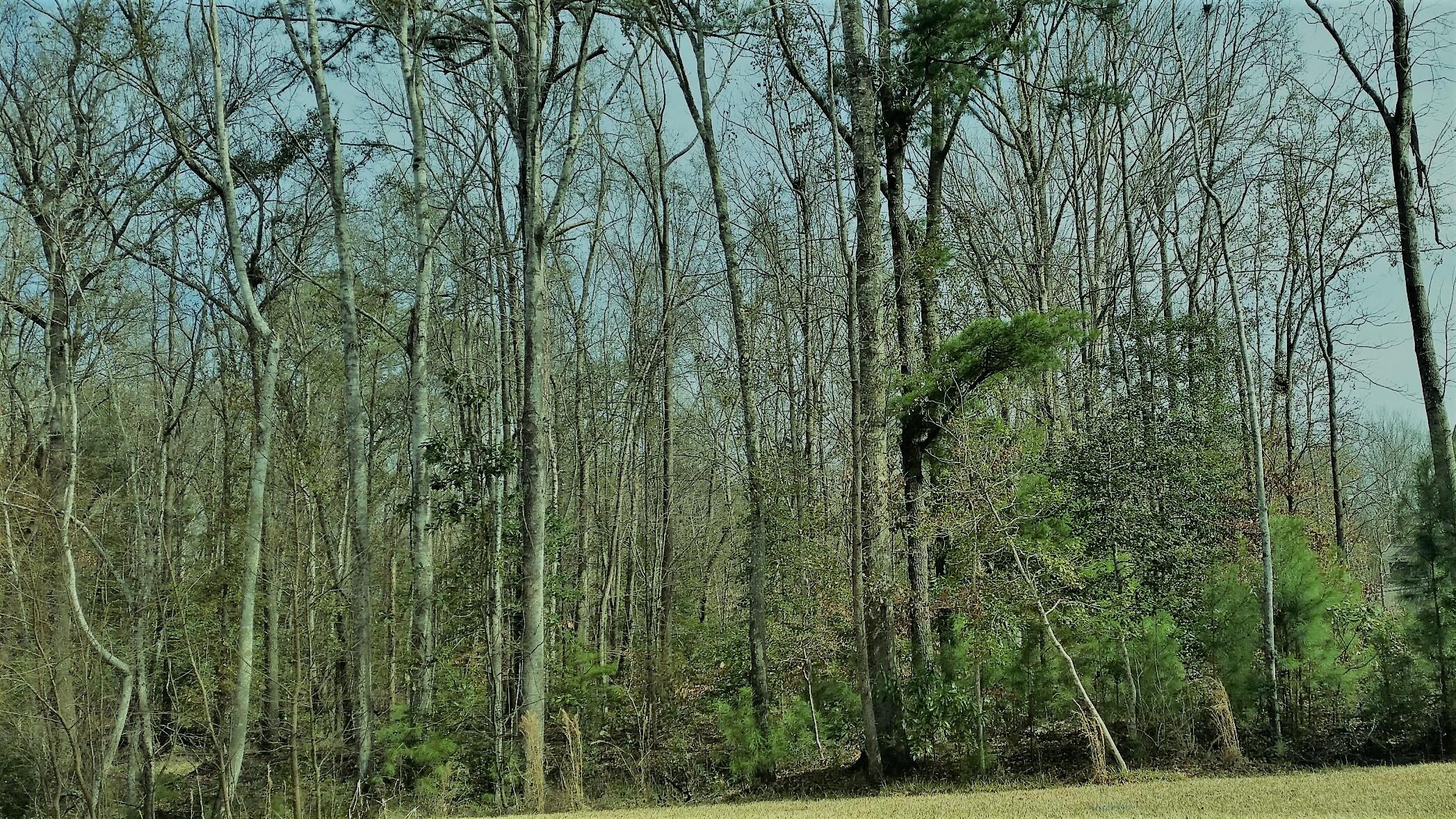 0 Prince Thomas Road Summerville, SC 29483 - Photo 1 of 5 0 Prince Thomas Dr. Land Listing Photo