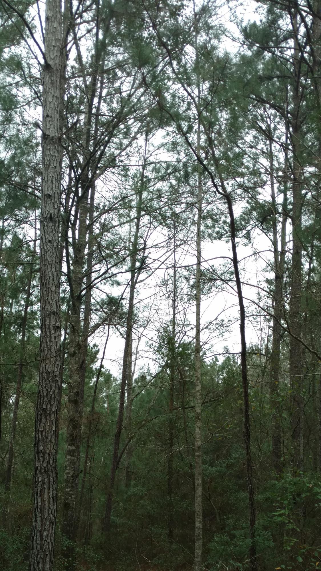 0 Prince Thomas Road Summerville, SC 29483 - Photo 3 of 5 Land1