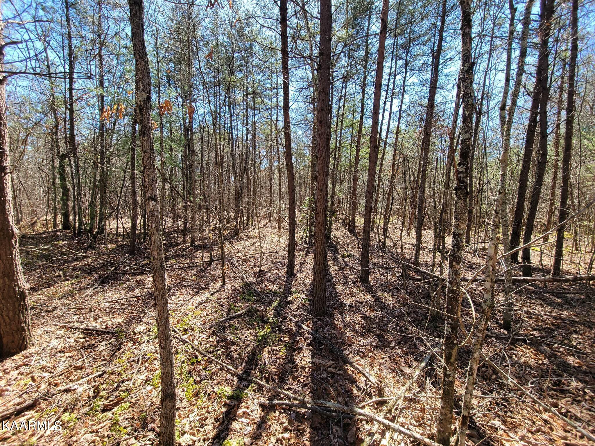 Paige Lane Deer Lodge, TN 37726 - Photo 1 of 10 335435112_782524250101713_52934269991260
