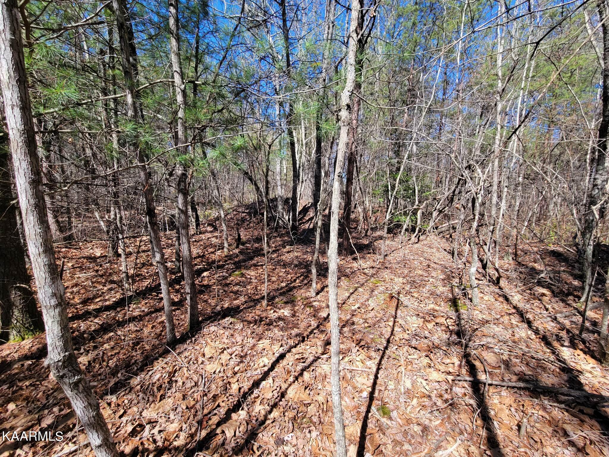 Paige Lane Deer Lodge, TN 37726 - Photo 5 of 10 334897178_205579265416578_77831648119343
