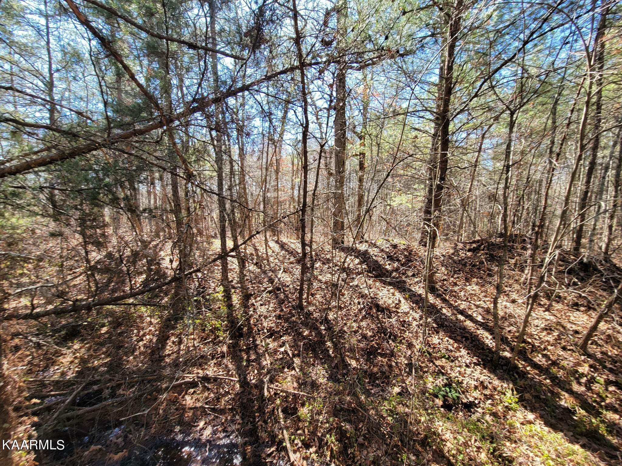 Paige Lane Deer Lodge, TN 37726 - Photo 6 of 10 335431578_5671927732917037_2142604182506