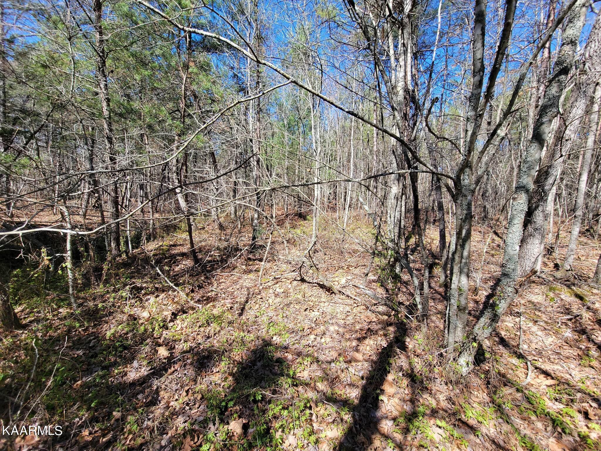 Paige Lane Deer Lodge, TN 37726 - Photo 7 of 10 333628839_194294253300074_74464320426444