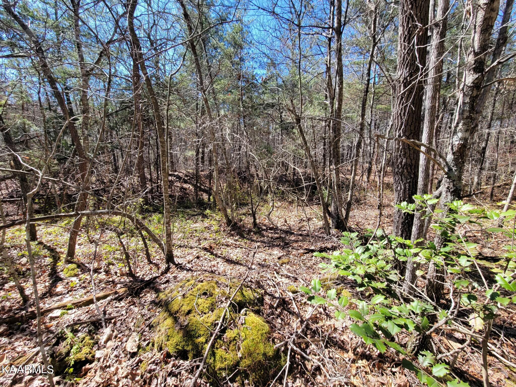 Paige Lane Deer Lodge, TN 37726 - Photo 8 of 10 335573435_114174828231384_75837931465849