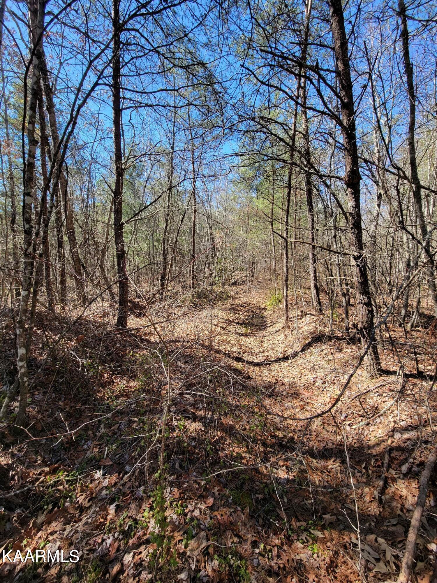 Paige Lane Deer Lodge, TN 37726 - Photo 9 of 10 335584388_604706871190196_42751012185352