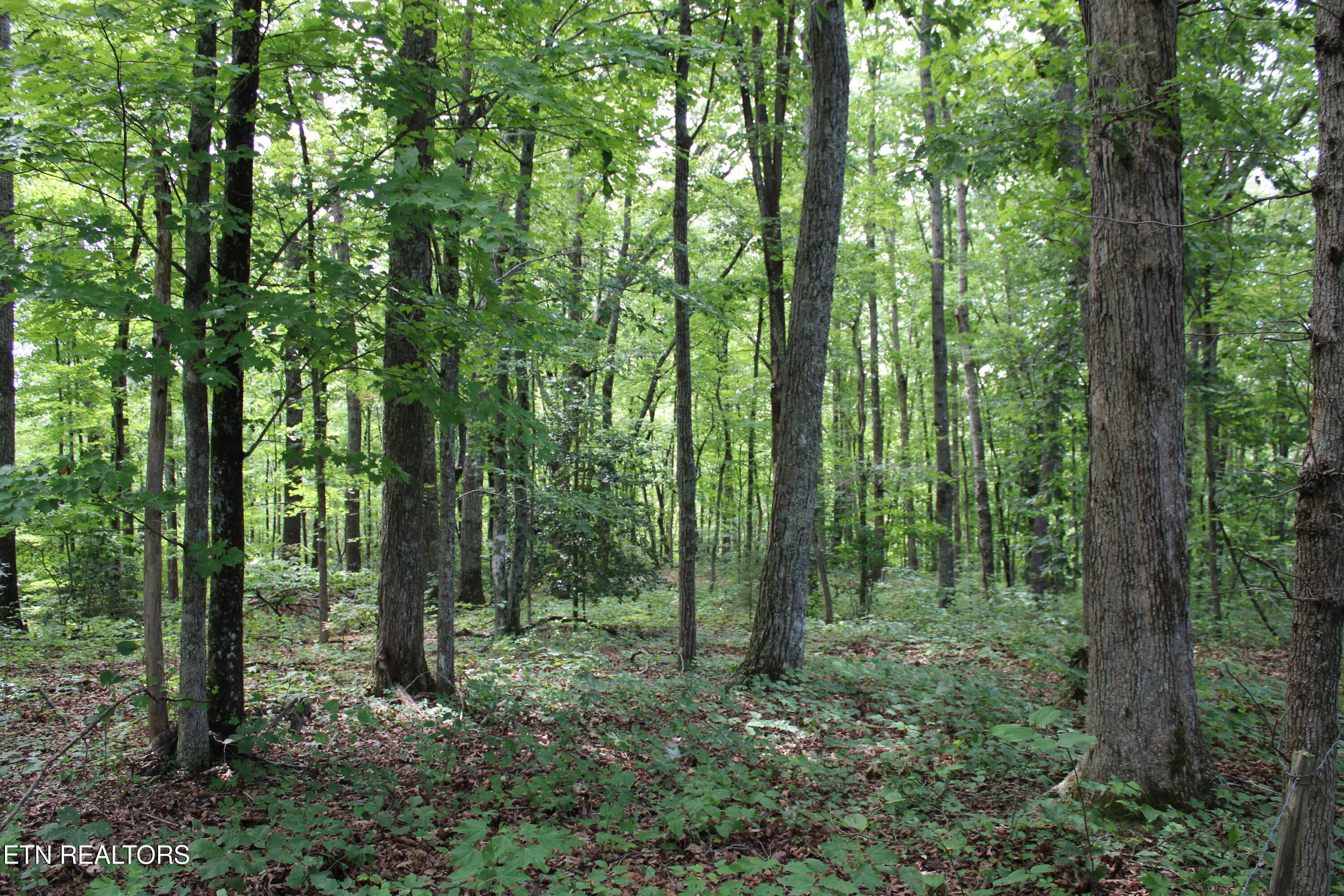 536 Ted Brooks Road Jamestown, TN 38556 - Photo 34 of 43 IMG_2097