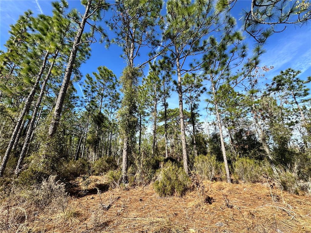 Tbd Northeast 19 Street Williston, FL 32696 - Photo 3 of 9