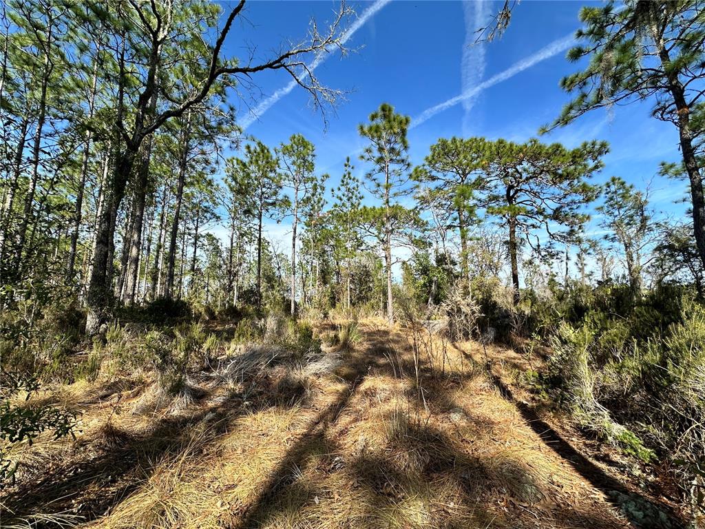 Tbd Northeast 19 Street Williston, FL 32696 - Photo 7 of 9