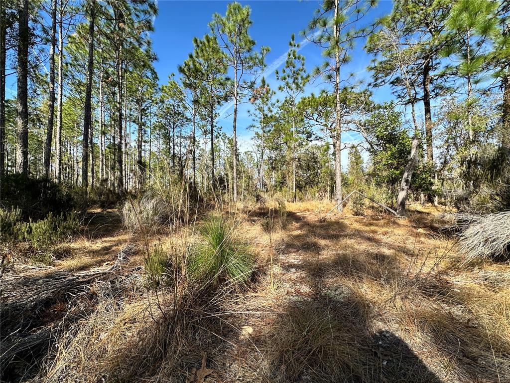 Tbd Northeast 19 Street Williston, FL 32696 - Photo 8 of 9