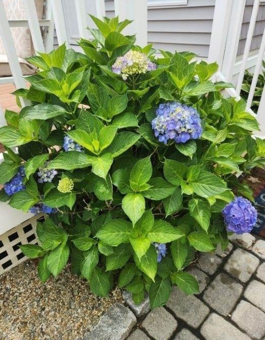 43 Amos Way Wareham, MA 02558 - Photo 26 of 34