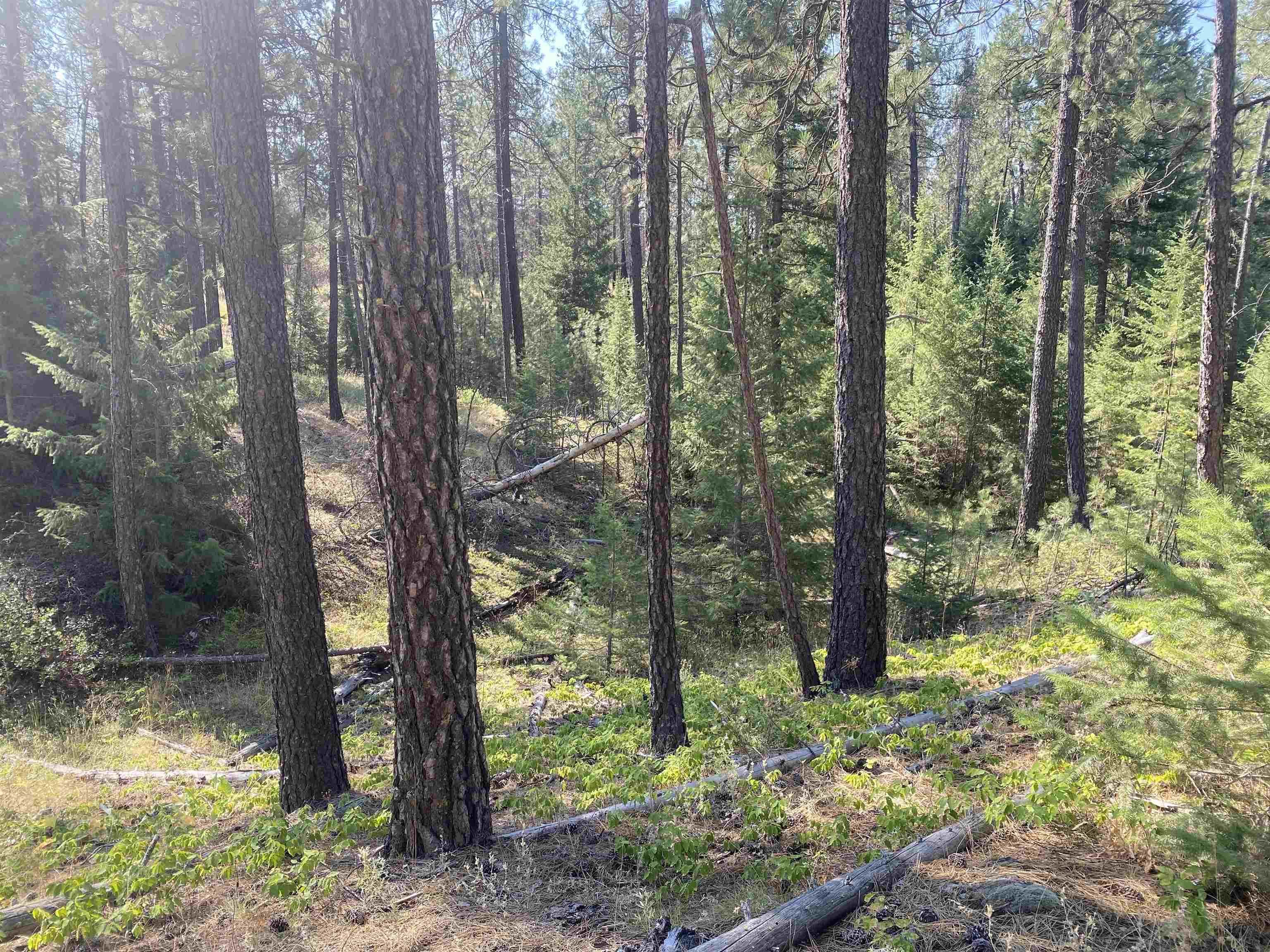 Elk-chattaroy East Rd Elk Wa 99009 Road Elk, WA 99009 - Photo 11 of 11