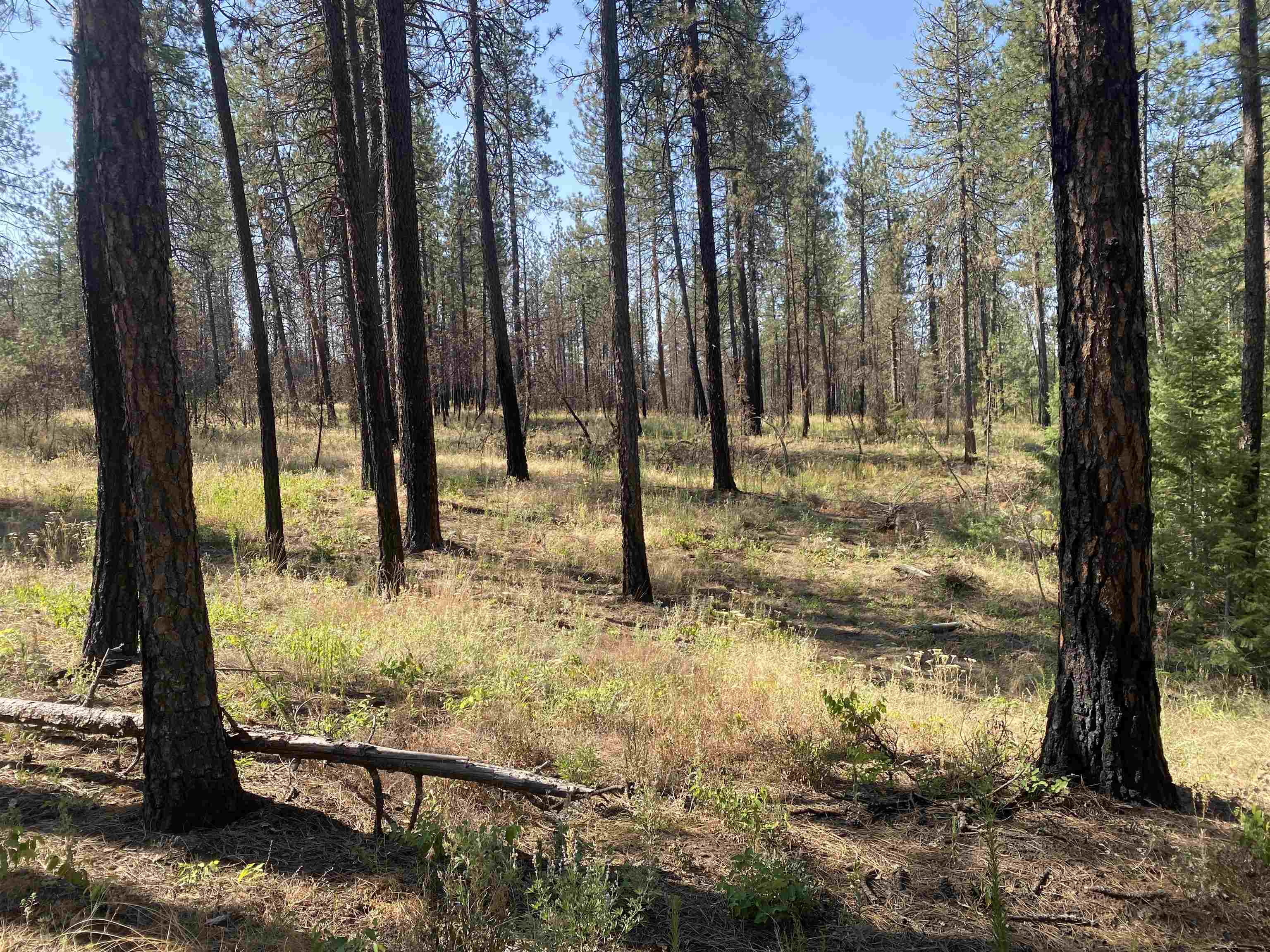 Elk-chattaroy East Rd Elk Wa 99009 Road Elk, WA 99009 - Photo 9 of 11