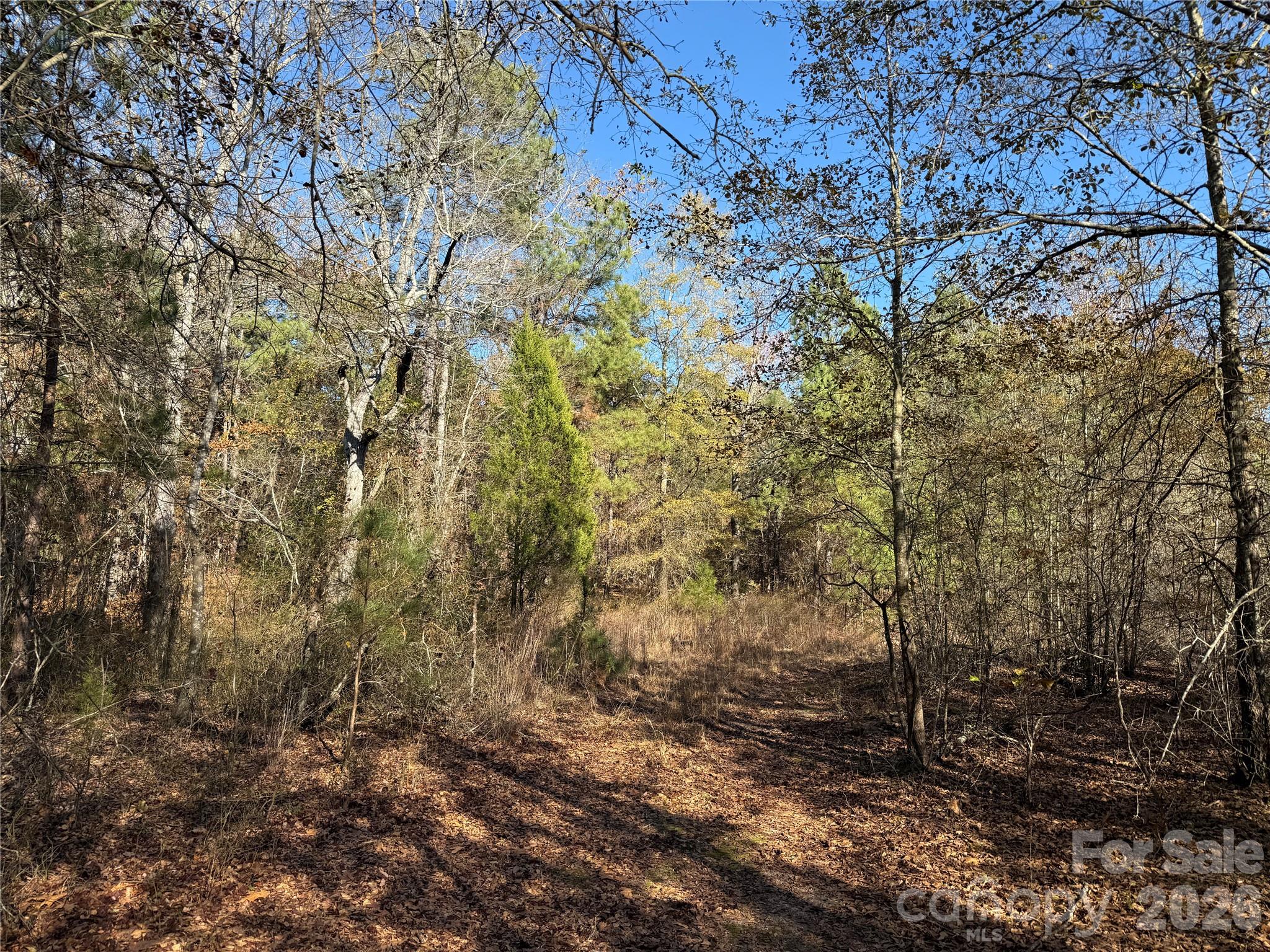 164 Haines Road Jackson Springs, NC 27281 - Photo 13 of 27 a view of a yard with large trees