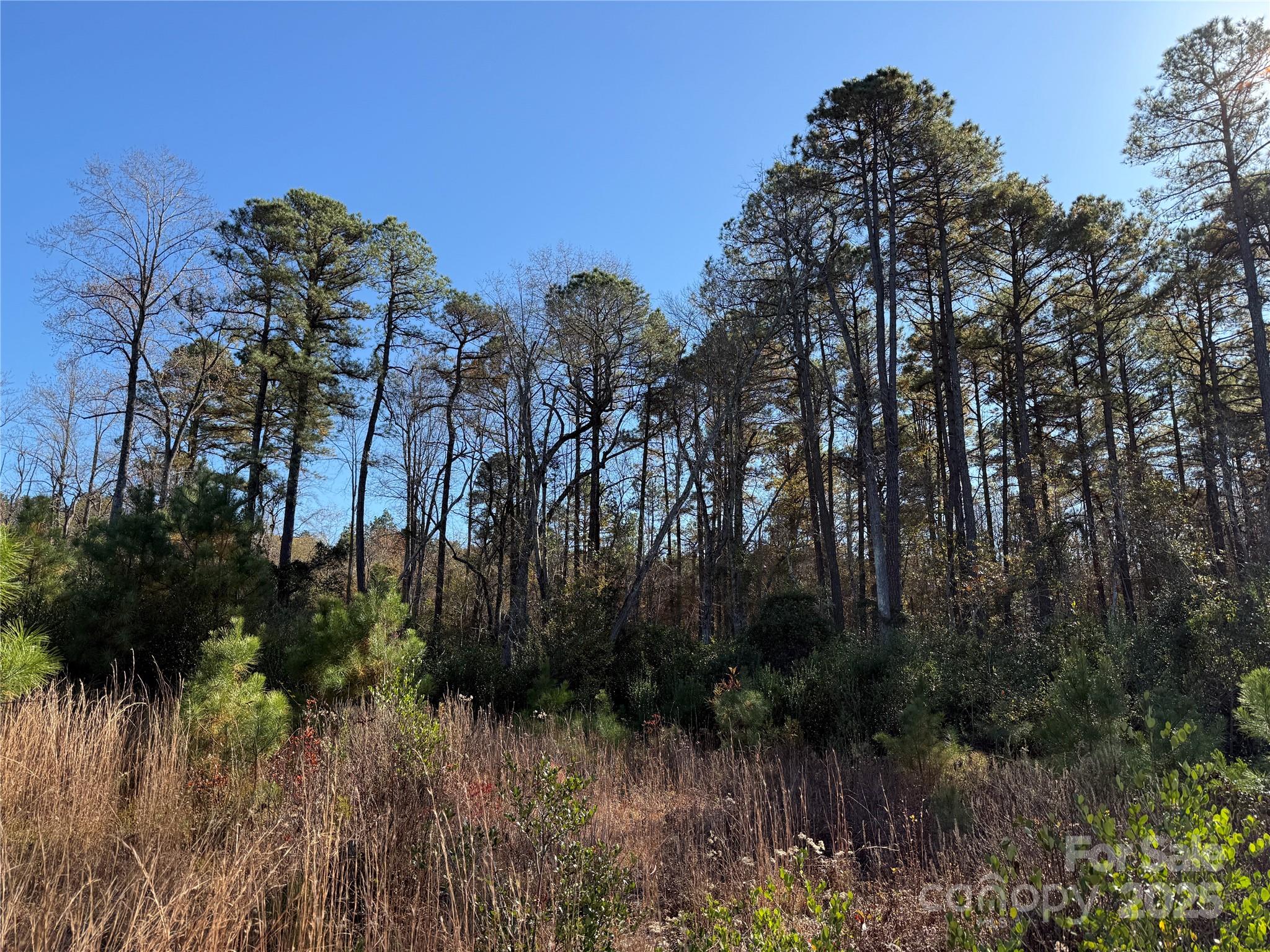 164 Haines Road Jackson Springs, NC 27281 - Photo 14 of 23 a view of a bunch of trees and bushes