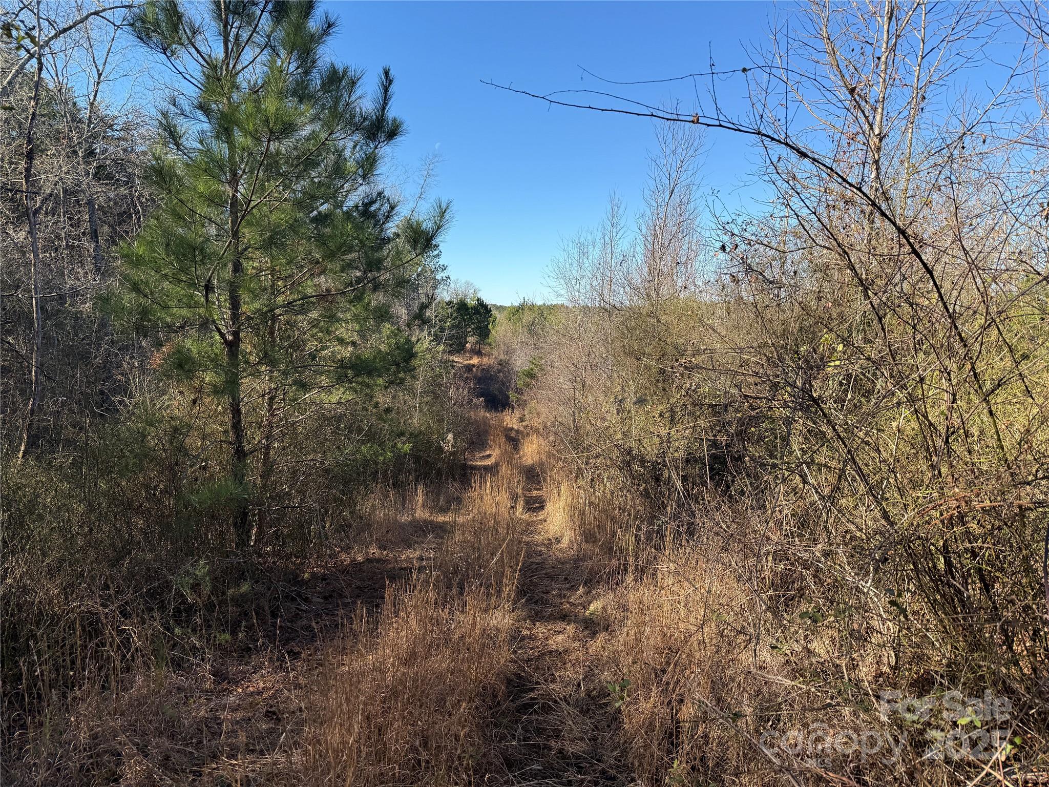 164 Haines Road Jackson Springs, NC 27281 - Photo 16 of 23 a view of a lake with large trees