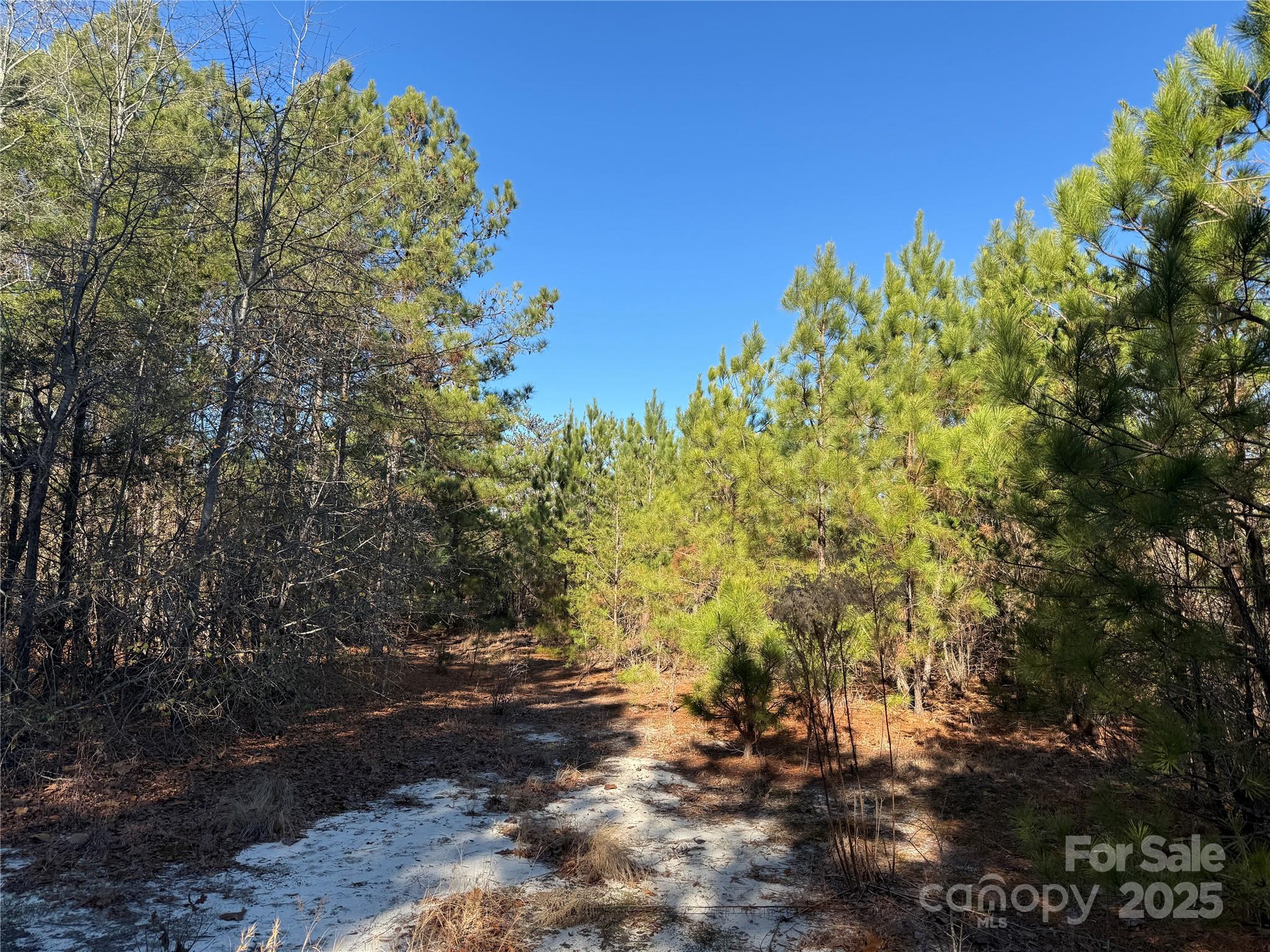 164 Haines Road Jackson Springs, NC 27281 - Photo 21 of 23 a view of a yard with plants and trees