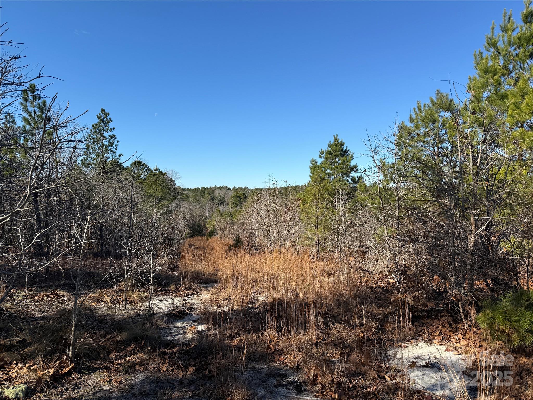 164 Haines Road Jackson Springs, NC 27281 - Photo 22 of 23 a view of a forest with trees