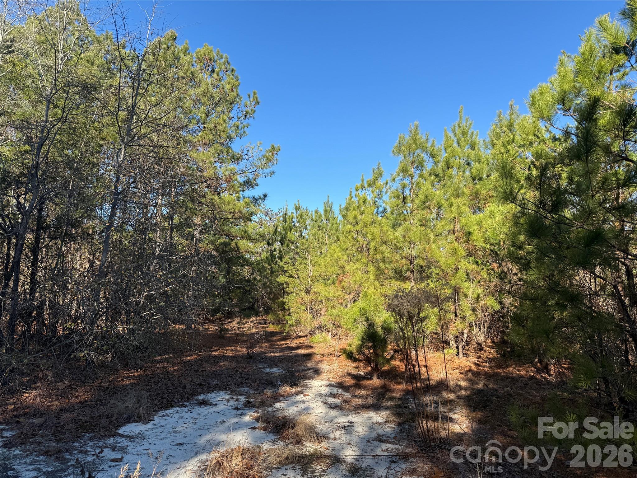 164 Haines Road Jackson Springs, NC 27281 - Photo 24 of 27 a view of a yard with plants and tree