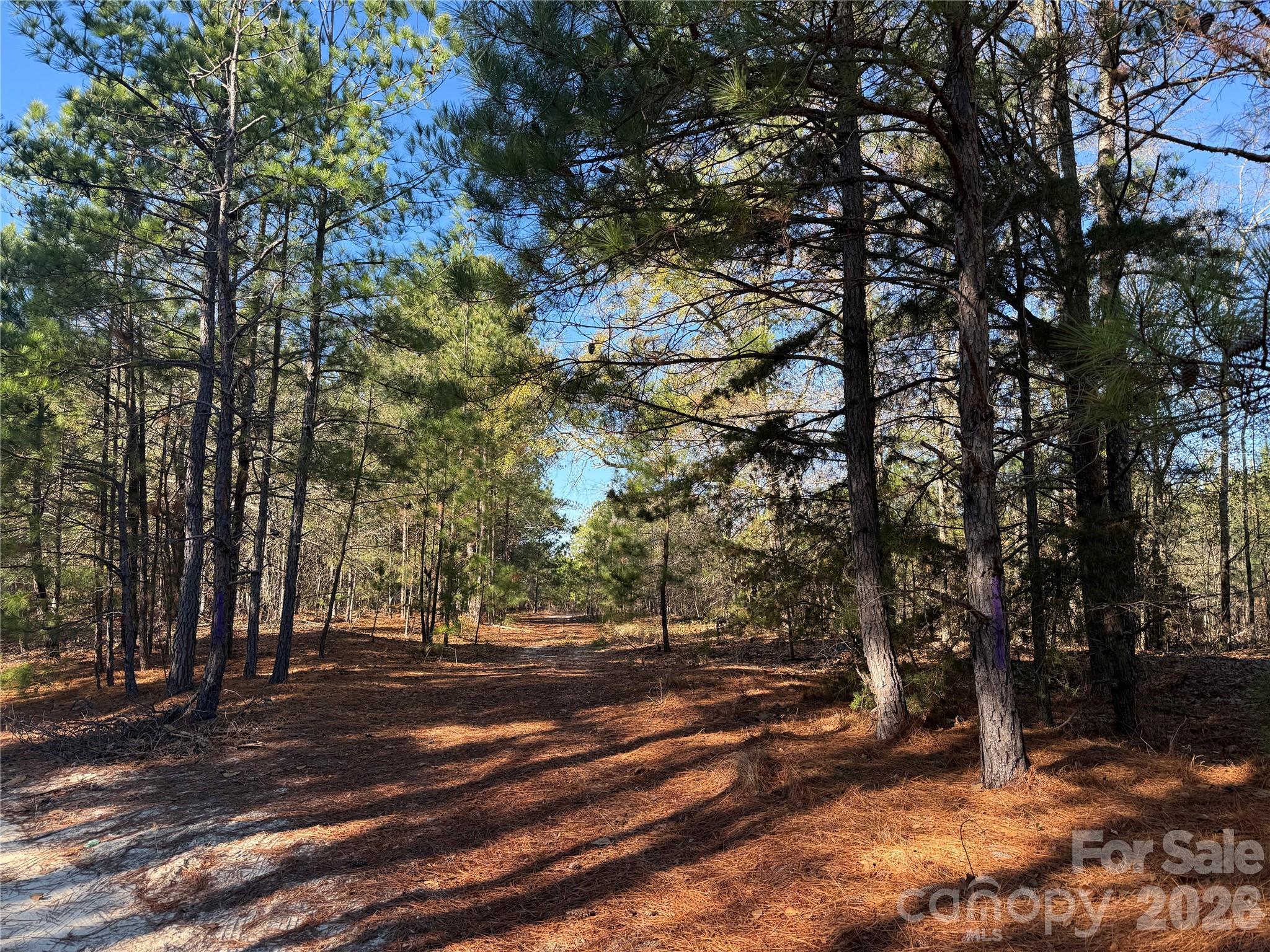 164 Haines Road Jackson Springs, NC 27281 - Photo 3 of 27 a view of road with trees