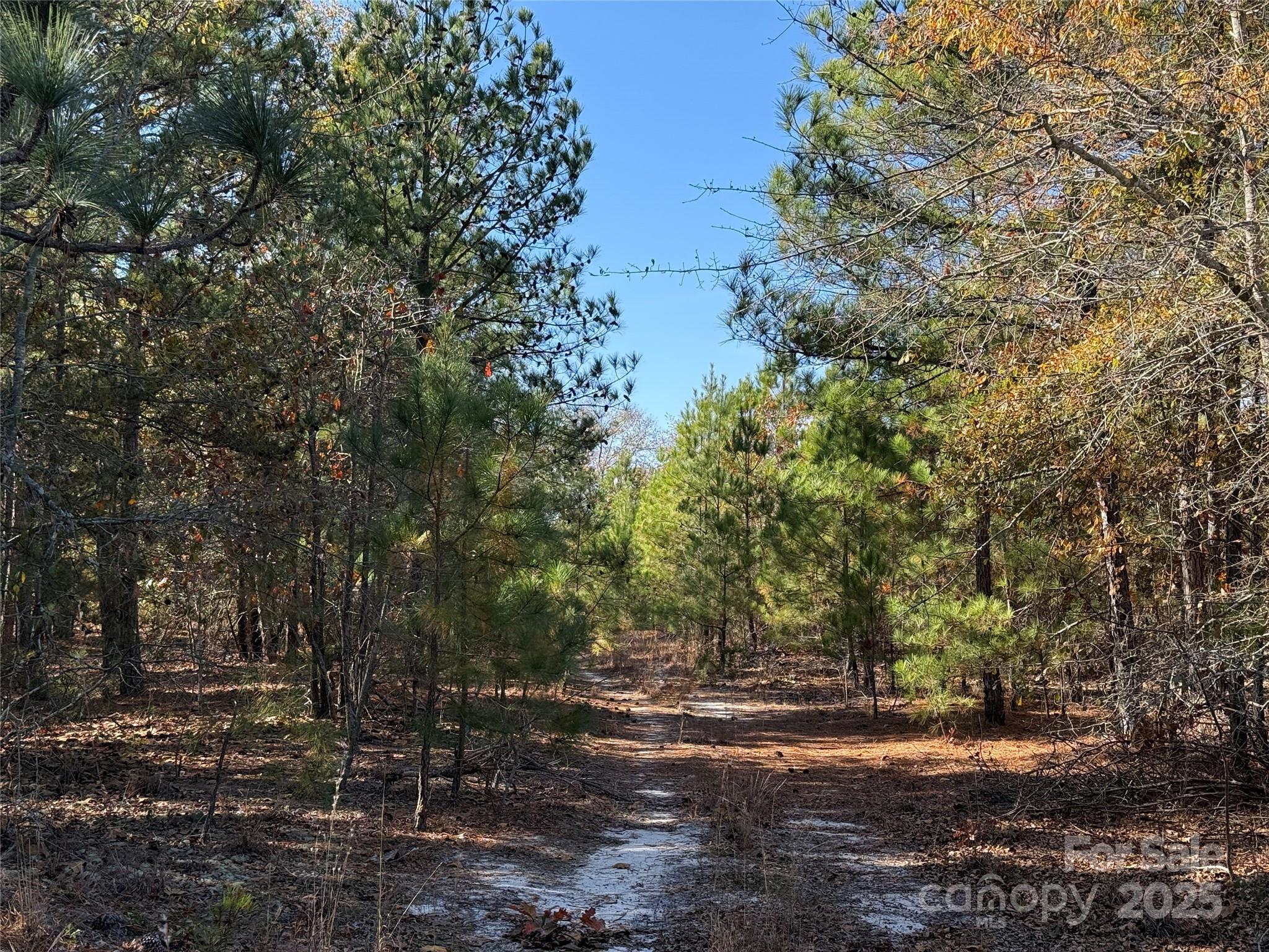 164 Haines Road Jackson Springs, NC 27281 - Photo 3 of 23 a view of a yard with a tree