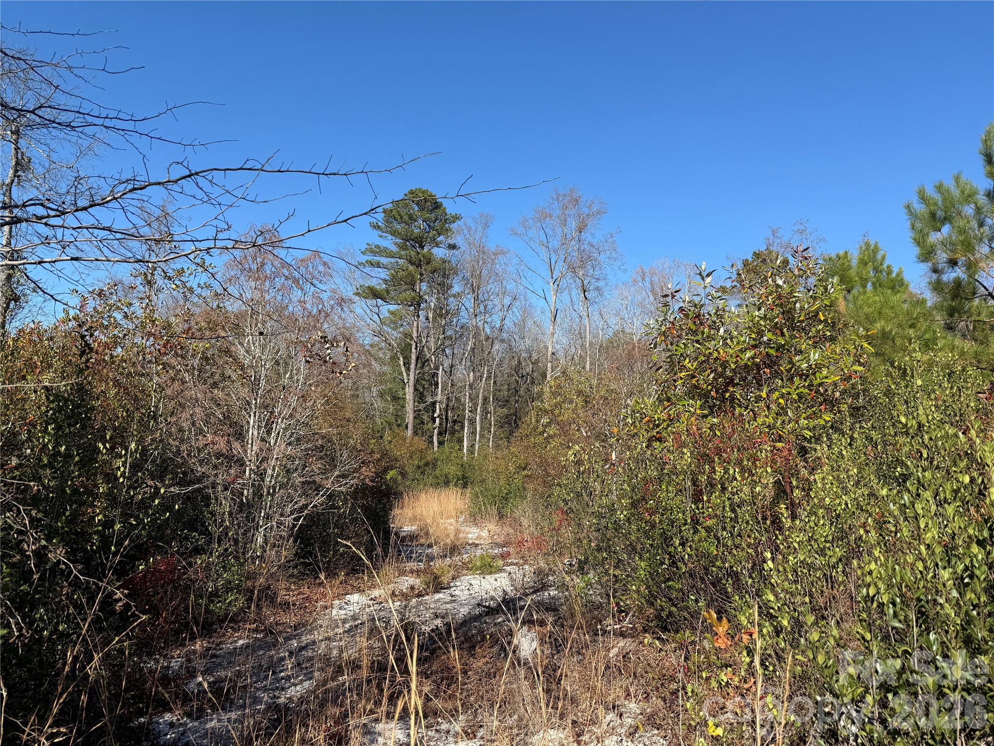 164 Haines Road Jackson Springs, NC 27281 - Photo 5 of 27 a view of a tree with a yard