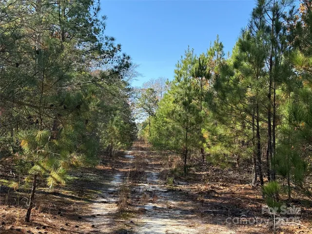a view of a forest with trees in the background