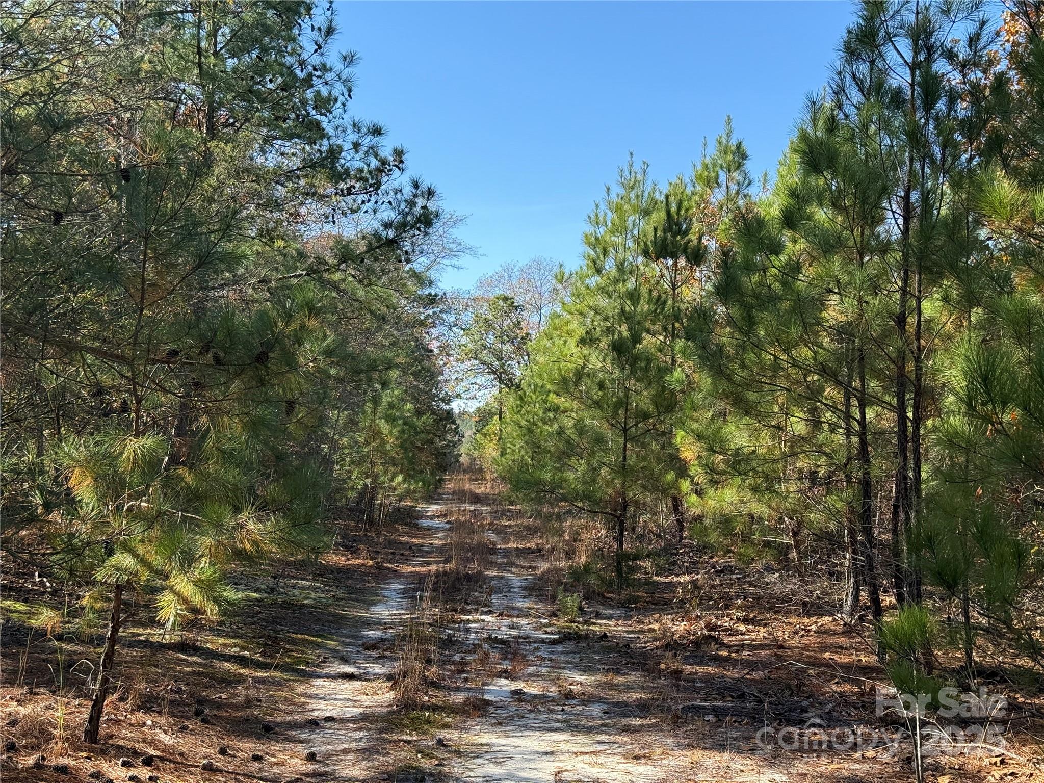 164 Haines Road Jackson Springs, NC 27281 - Photo 5 of 23 a view of a forest with trees in the background