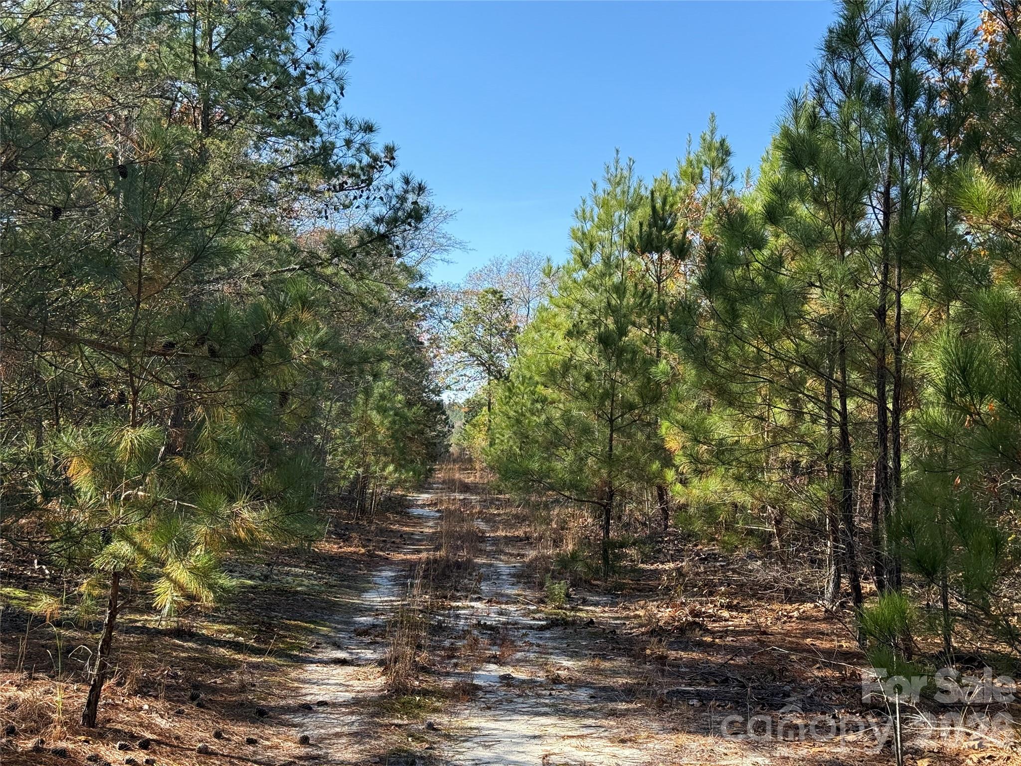 164 Haines Road Jackson Springs, NC 27281 - Photo 7 of 27 a view of a forest with trees in the background