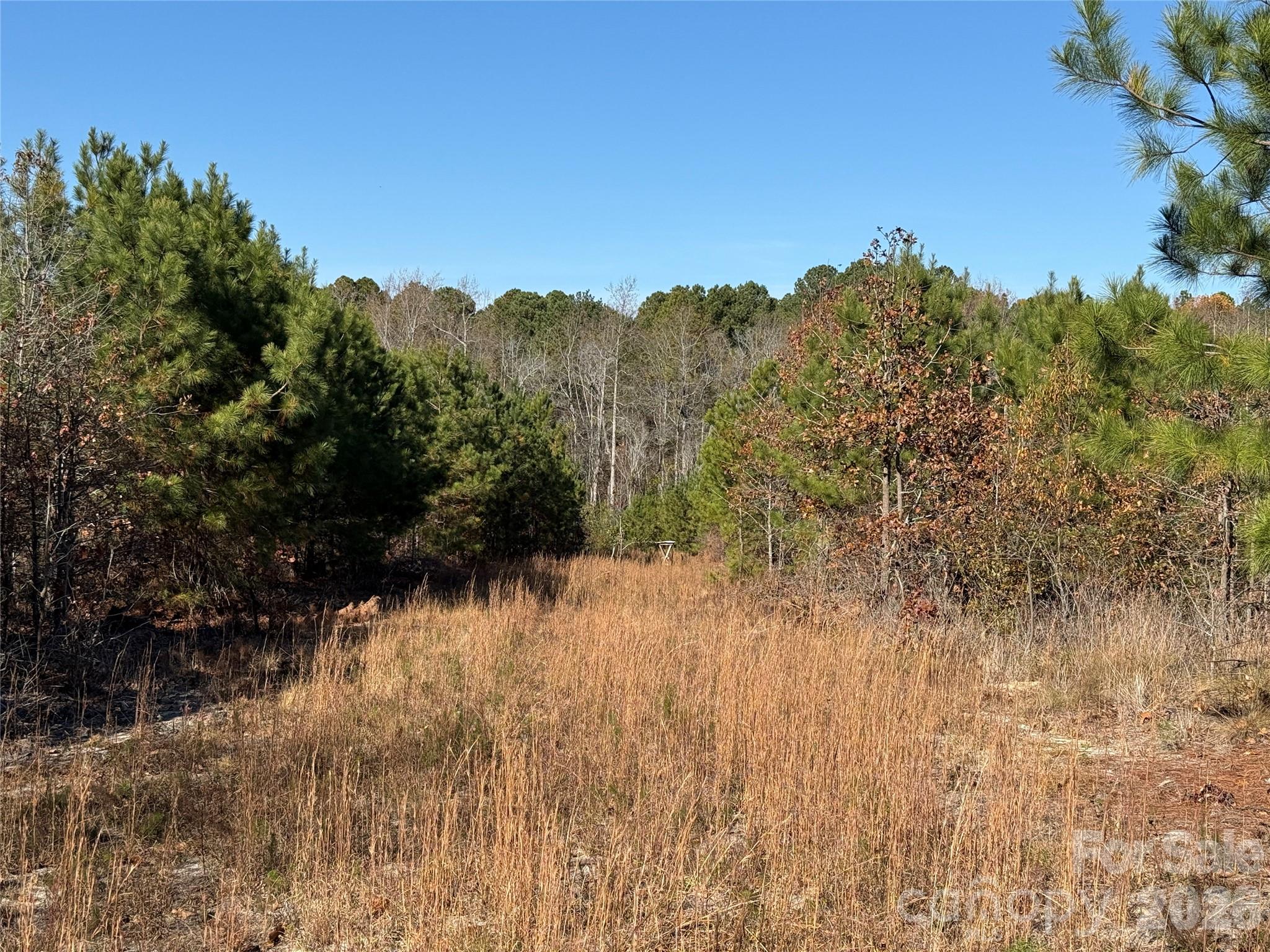 164 Haines Road Jackson Springs, NC 27281 - Photo 8 of 27 a view of a yard