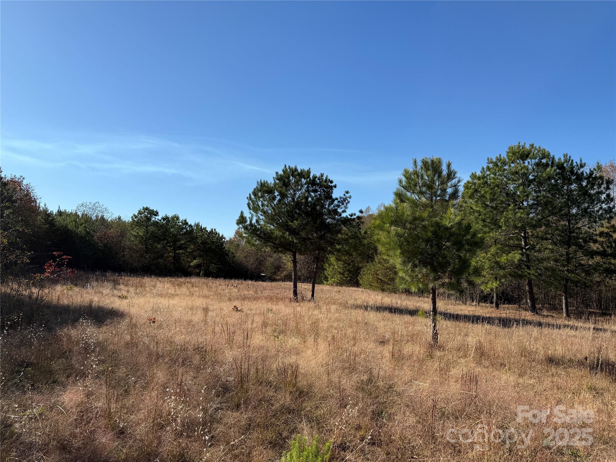 164 Haines Road Jackson Springs, NC 27281 - Photo 9 of 23 a view of empty with green space