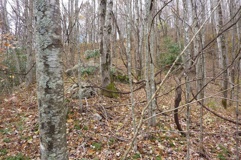 0 Max Patch Road Hot Springs, NC 28743 - Photo 3 of 8 Gallery Image 3