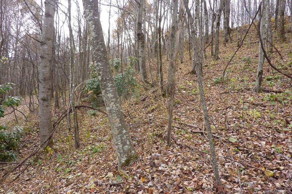 0 Max Patch Road Hot Springs, NC 28743 - Photo 5 of 8 Gallery Image 5