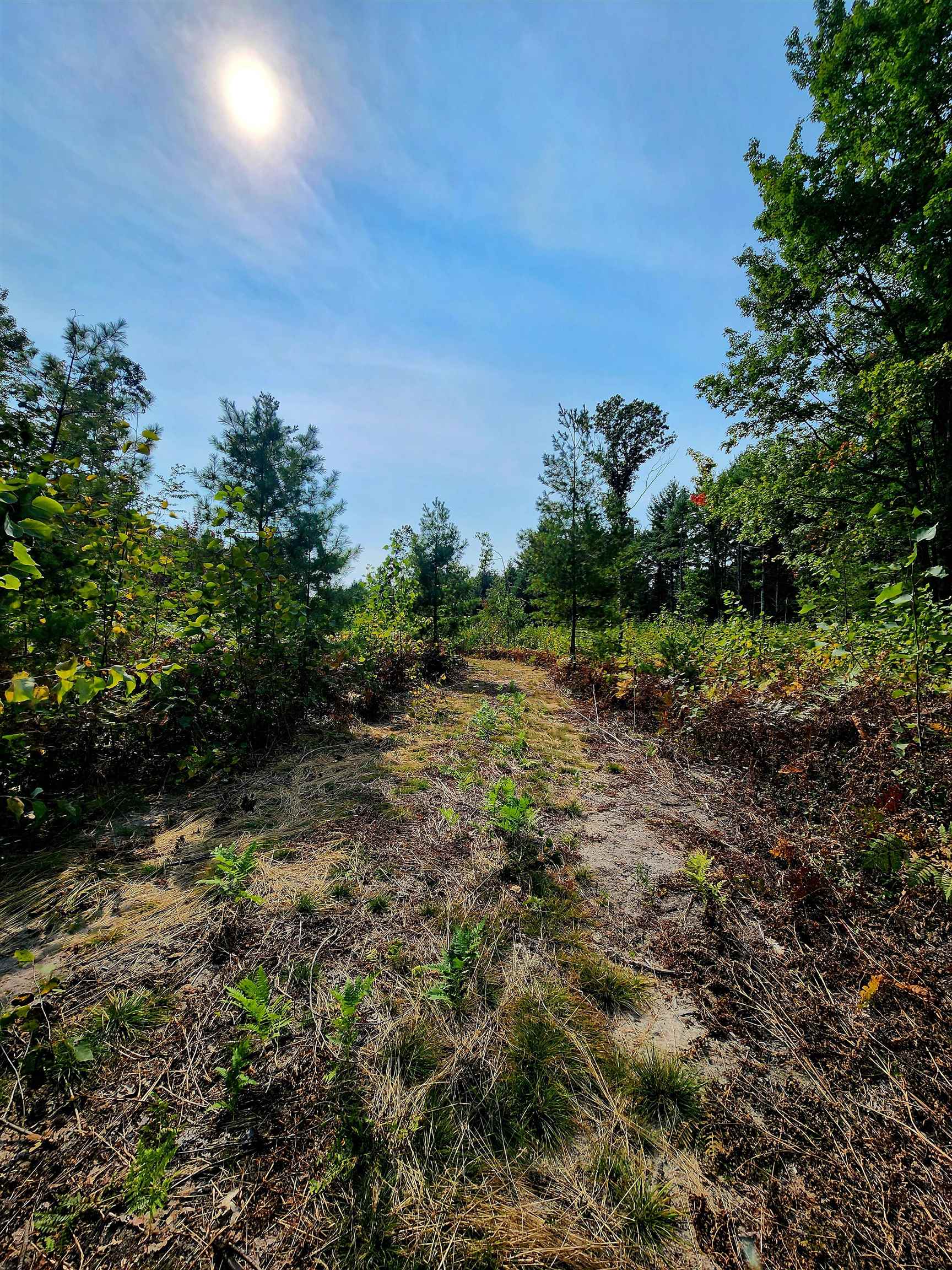 39.20-acres Lindroos Road Kaleva, MI 49645 - Photo 23 of 28 Gallery Image 23
