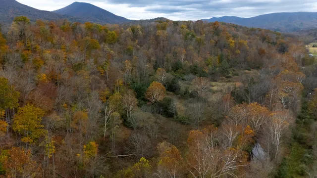 a view of a forest with mountains in the background