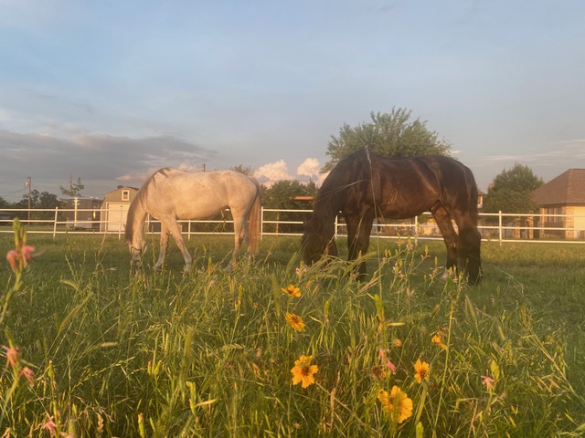1822 Rowe Loop Pflugerville, TX 78660 - Photo 39 of 40 a picture of street view