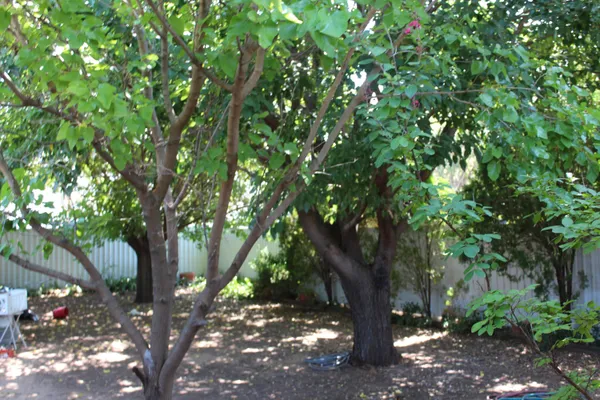 a picture of tree