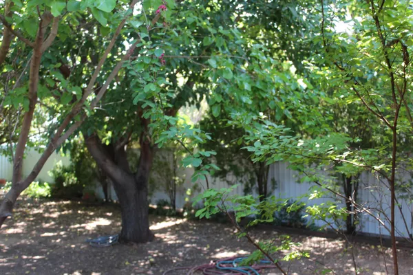 a backyard of a house with lots of green space