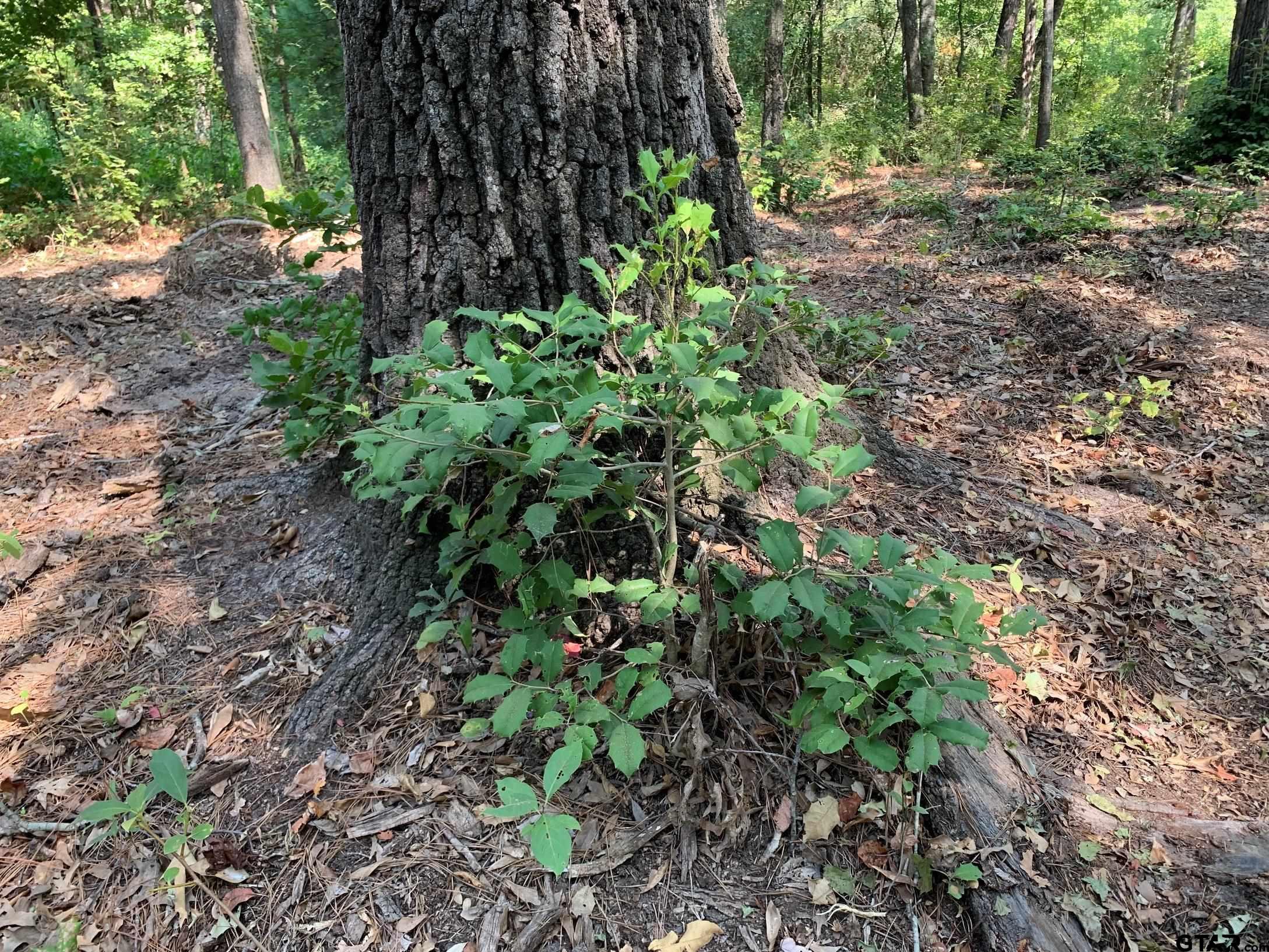 3196 Shadow Pine Drive Larue, TX 75770 - Photo 12 of 15