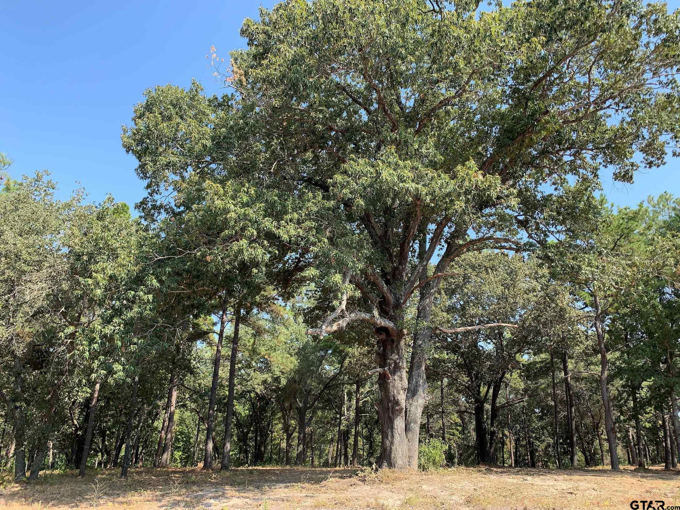 3196 Shadow Pine Drive Larue, TX 75770 - Photo 2 of 15