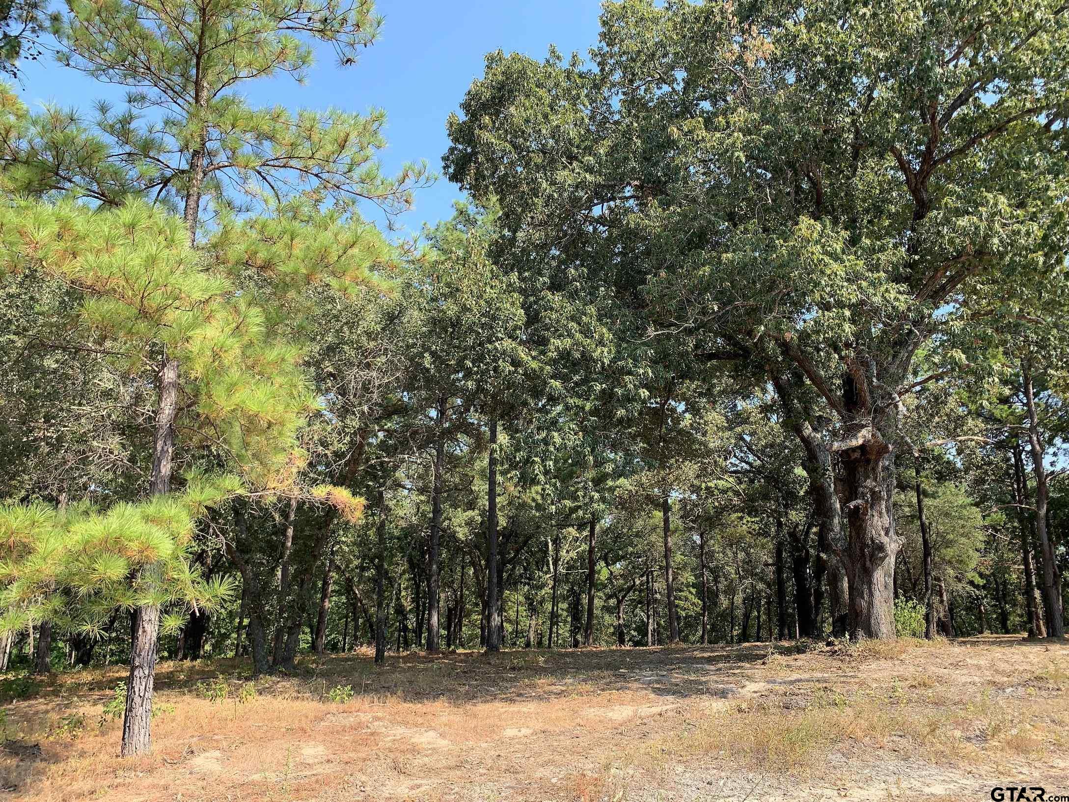 3196 Shadow Pine Drive Larue, TX 75770 - Photo 4 of 15