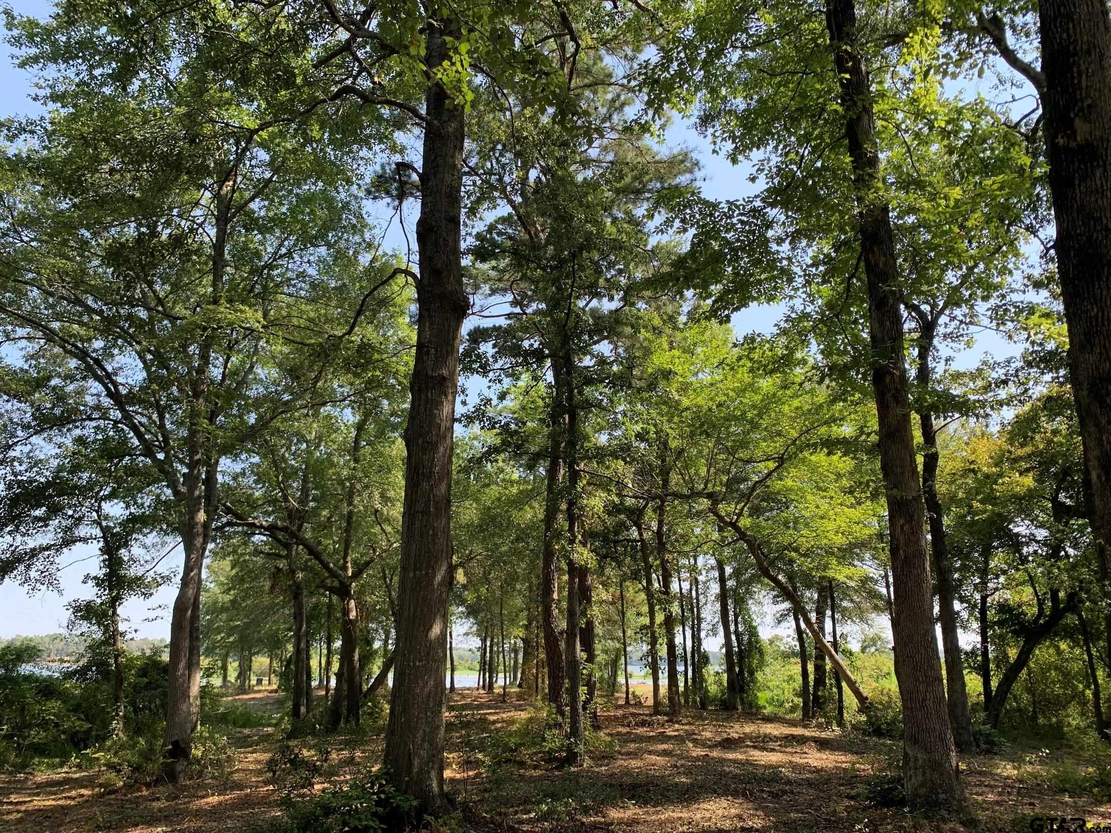 3196 Shadow Pine Drive Larue, TX 75770 - Photo 7 of 15