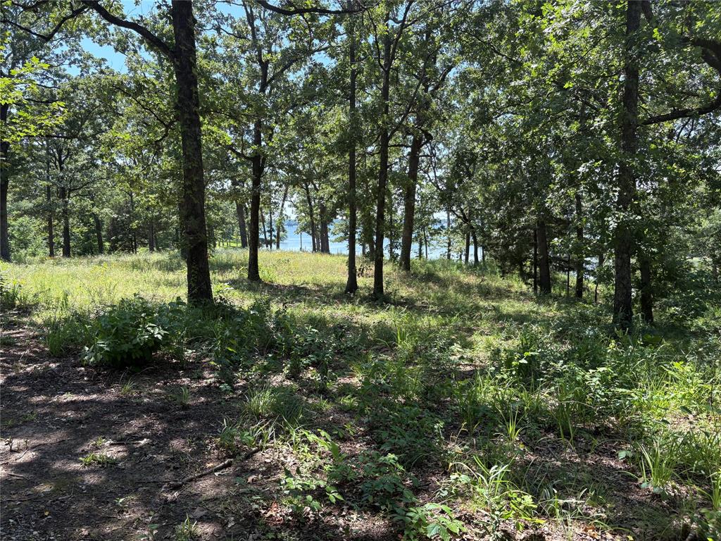 Tbd Indian Gap Road Quitman, TX 75783 - Photo 13 of 21 a big yard with lots of green space and deers