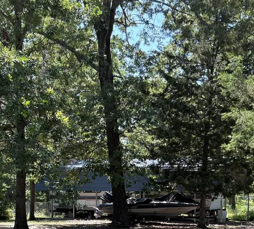a picture of tree