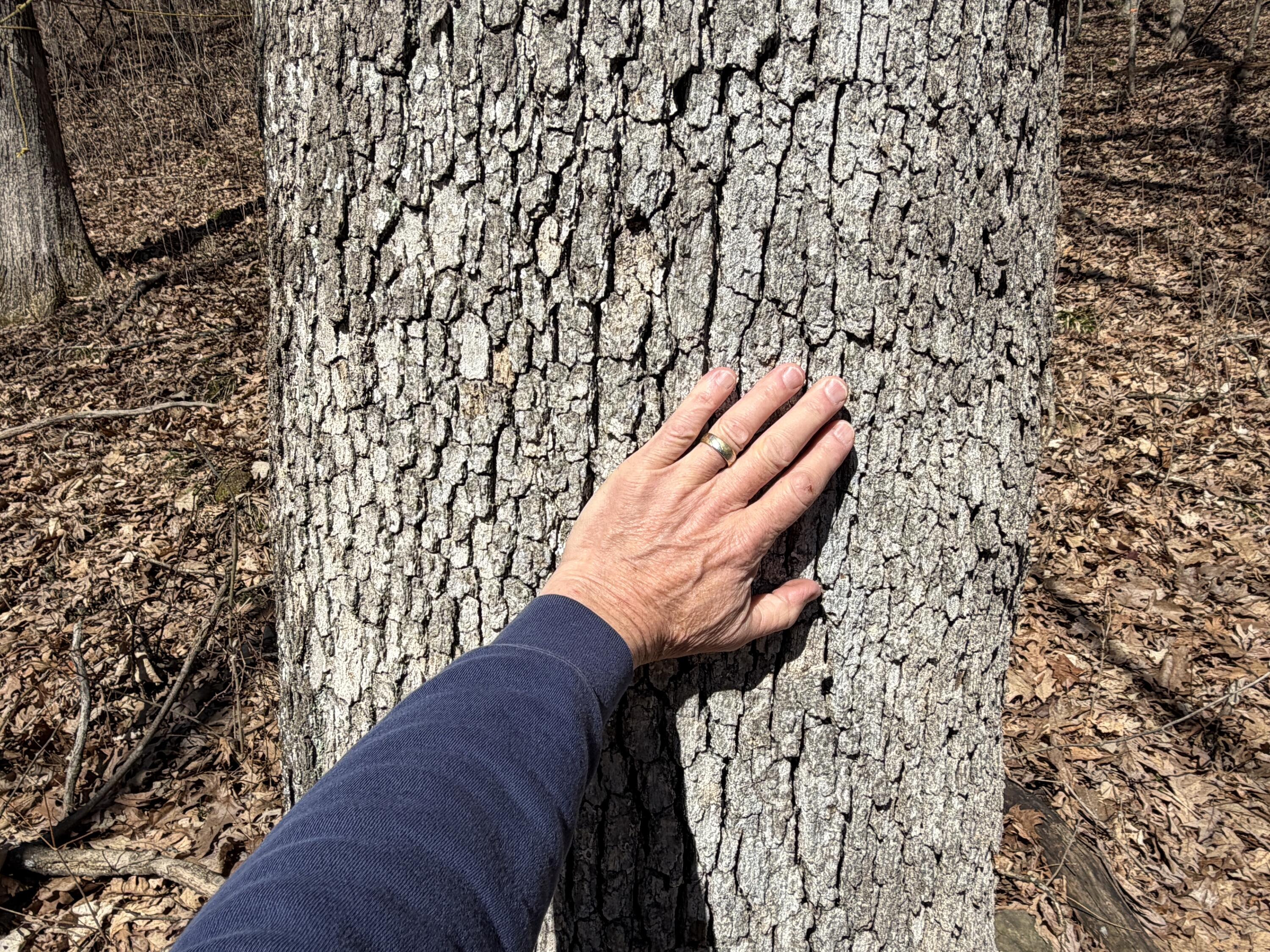 E10880 County Road P Clinton, WI 54667 - Photo 53 of 63 Mature Trees