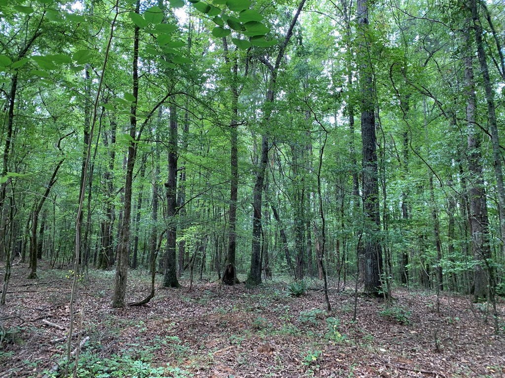 139.635-ac 139.635-ac Bethel Road Luthersville, GA 30251 - Photo 13 of 17