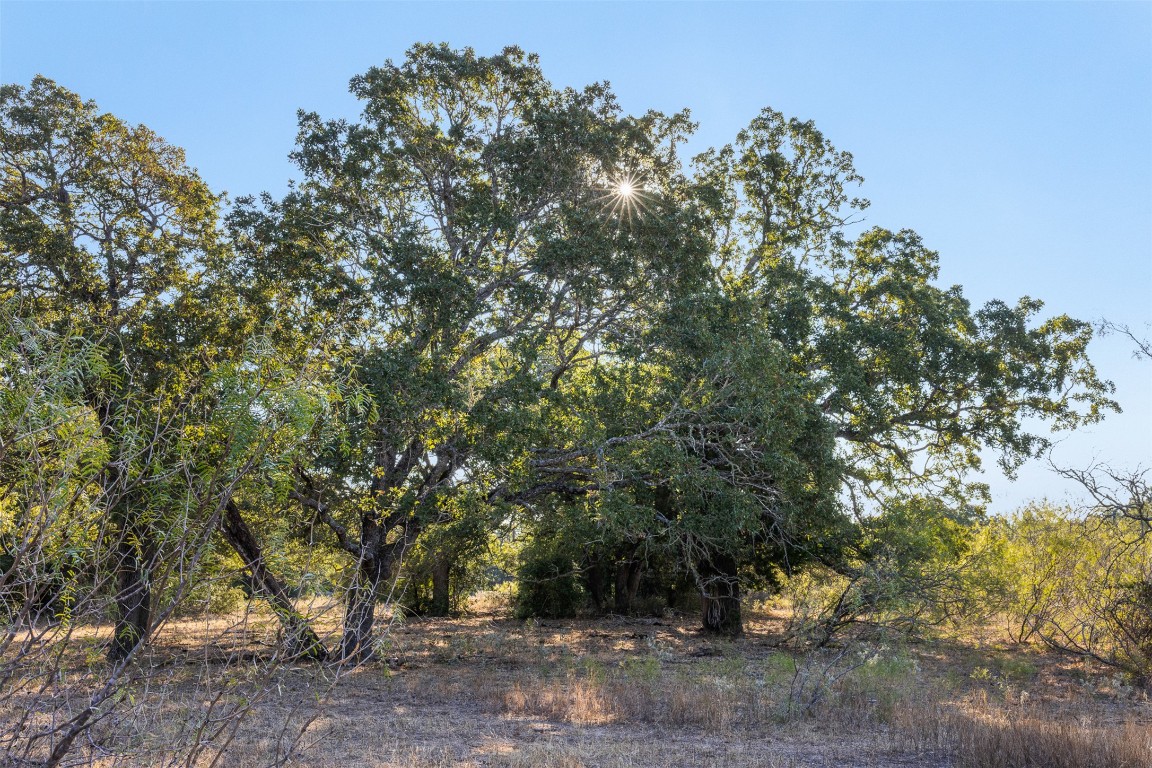 139 Farm To Market 696 Elgin, TX 78621 - Photo 6 of 27 View of undeveloped land