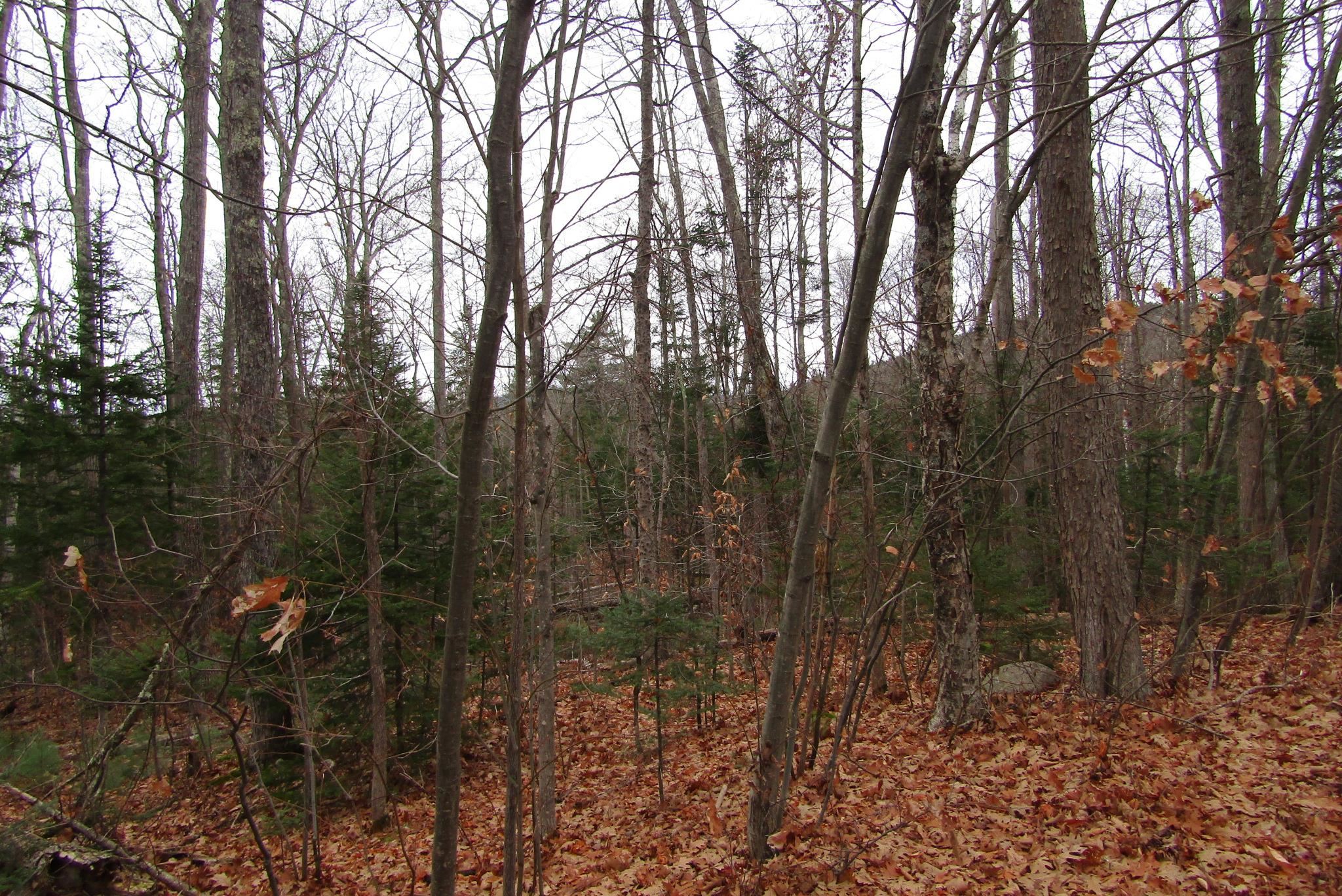 0 Benton Road North Haverhill, NH 03774 - Photo 4 of 6 Gallery Image 4