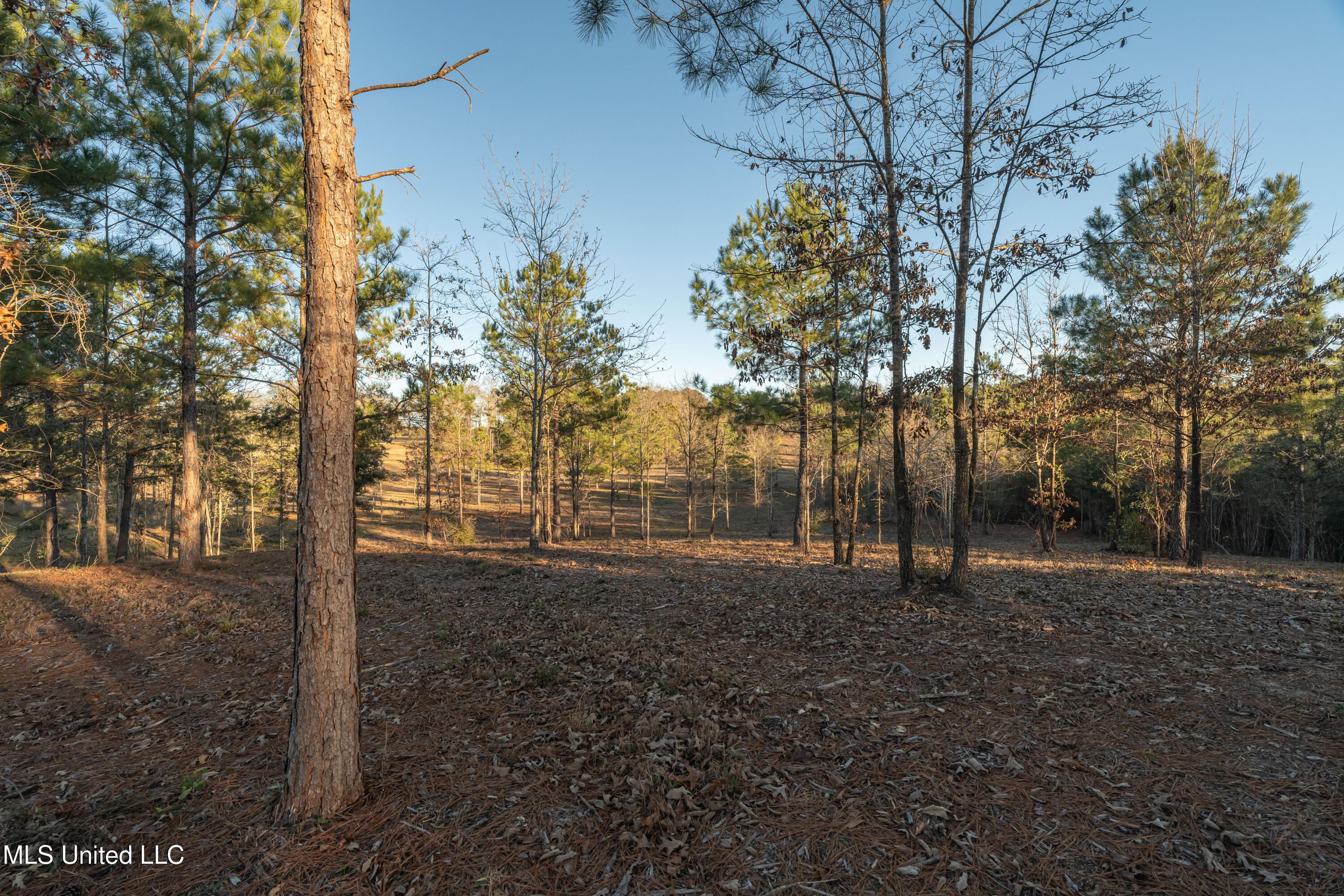 35 Boggy Hollow Road Purvis, MS 39475 - Photo 76 of 92 35_Boggy_Hollow_Rd-76